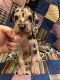 Great Dane Puppies for sale in Edmonton, KY 42129, USA. price: $1,000