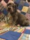 Great Dane Puppies for sale in Edmonton, KY 42129, USA. price: NA
