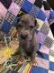 Great Dane Puppies for sale in Edmonton, KY 42129, USA. price: $900