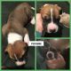 Great Dane Puppies for sale in Weatherford, TX, USA. price: NA