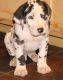 Great Dane Puppies for sale in Daytona Beach, FL, USA. price: $650