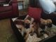 Great Dane Puppies for sale in New York Ave NW, Washington, DC, USA. price: NA