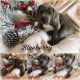 Great Dane Puppies for sale in Grants Pass, OR, USA. price: NA