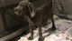 Great Dane Puppies for sale in Bandon, OR 97411, USA. price: NA