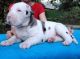 Great Dane Puppies for sale in Fort Worth, TX 76101, USA. price: NA