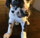 Great Dane Puppies for sale in California St, San Francisco, CA, USA. price: NA