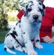 Great Dane Puppies for sale in California St, San Francisco, CA, USA. price: NA