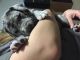 Great Dane Puppies for sale in Chicago, IL, USA. price: NA