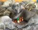Great Dane Puppies for sale in Norristown, PA, USA. price: NA