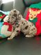 Great Dane Puppies for sale in Homestead, FL, USA. price: $1,300