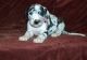 Great Dane Puppies for sale in Albuquerque, NM 87101, USA. price: NA