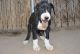 Great Dane Puppies for sale in Huachuca City, AZ 85616, USA. price: NA