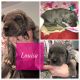 Great Dane Puppies for sale in Walhalla, SC, USA. price: $650
