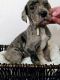 Great Dane Puppies for sale in Benton, IL 62812, USA. price: $250