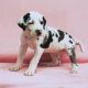Great Dane Puppies for sale in Maryland Parkway, Las Vegas, NV, USA. price: NA