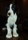Great Dane Puppies for sale in Chicago, IL, USA. price: $650