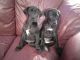 Great Dane Puppies for sale in Los Andes St, Lake Forest, CA 92630, USA. price: NA