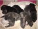 Great Dane Puppies for sale in Ohio Ave, Long Beach, NY 11561, USA. price: NA