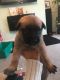 Great Dane Puppies for sale in Alaska St, Staten Island, NY 10310, USA. price: NA