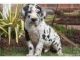 Great Dane Puppies for sale in Dallas, TX 75201, USA. price: NA