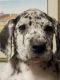 Great Dane Puppies for sale in Clayton, NC, USA. price: NA