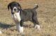 Great Dane Puppies for sale in Polvadera, NM 87828, USA. price: NA
