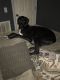 Great Dane Puppies for sale in Cookeville, TN, USA. price: NA