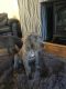 Great Dane Puppies for sale in Chicago, IL, USA. price: $300