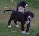 Great Dane Puppies for sale in Chicago, IL, USA. price: $400