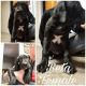 Great Dane Puppies for sale in Johnson City, TN, USA. price: NA
