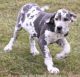 Great Dane Puppies for sale in Unionville, IA 52594, USA. price: NA