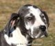 Great Dane Puppies for sale in Unionville, IA 52594, USA. price: NA