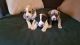 Great Dane Puppies for sale in Bryan, TX, USA. price: NA