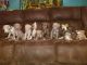 Great Dane Puppies for sale in San Antonio, TX, USA. price: NA