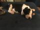 Great Dane Puppies for sale in Martinsburg, WV 25403, USA. price: $1,000