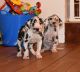 Great Dane Puppies for sale in AZ-179, Sedona, AZ, USA. price: NA