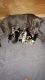 Great Dane Puppies for sale in Fort Pierce, FL, USA. price: NA