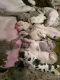 Great Dane Puppies for sale in Bushnell, FL 33513, USA. price: NA