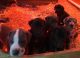 Great Dane Puppies for sale in Jackson, MS, USA. price: NA