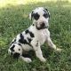 Great Dane Puppies for sale in Lynco, WV 24827, USA. price: $650