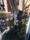 Great Dane Puppies for sale in Hamptonville, NC 27020, USA. price: NA