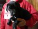 Great Dane Puppies for sale in Alcester, SD 57001, USA. price: $600