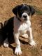 Great Dane Puppies for sale in Elizabethton, TN, USA. price: NA
