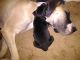 Great Dane Puppies for sale in Burns Flat, OK 73647, USA. price: NA