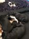 Great Dane Puppies for sale in 218 W Andrew Potter St, Vail, AZ 85641, USA. price: NA