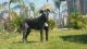 Great Dane Puppies for sale in Perris, CA, USA. price: NA