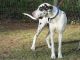 Great Dane Puppies for sale in Lexington, SC 29073, USA. price: NA