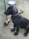 Great Dane Puppies for sale in Monessen, PA, USA. price: NA