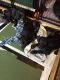 Great Dane Puppies for sale in Monessen, PA, USA. price: NA