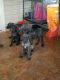 Great Dane Puppies for sale in Disputanta, VA 23842, USA. price: NA